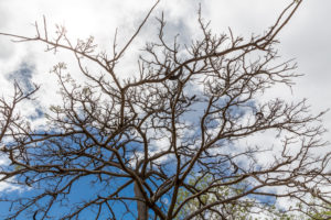 Johannisbrot Baum, Ramena Bucht, Diego Suarez, Antsiranana, Madagaskar, Afrika Johannisbrot Baum, Ramena Bucht, Diego Suarez, Antsiranana, Madagaskar, Afrika